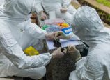 Outro grupo de cientistas pede mais investigações sobre as origens da Peste Chinesa
